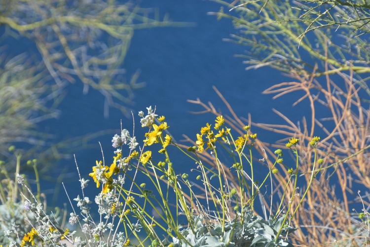 brittle bush and other flowers